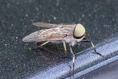 Tabanus lineola