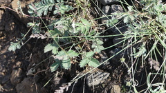 Potentilla evestita
