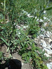 Buglossoides tenuiflora