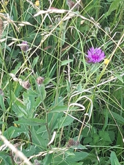 Centaurea jacea