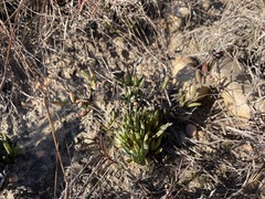 Lampranthus laxifolius