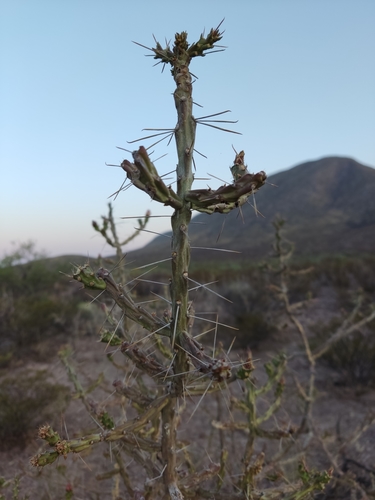 Image of Cylindropuntia kleiniae by (c) Mauricio Calderón, some rights reserved (CC BY)