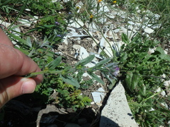 Buglossoides tenuiflora