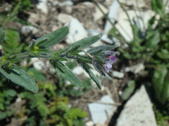 Buglossoides tenuiflora