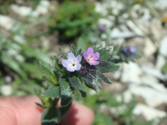 Buglossoides tenuiflora