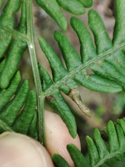 Dasineura pteridis