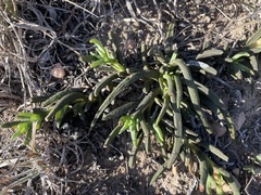 Lampranthus laxifolius