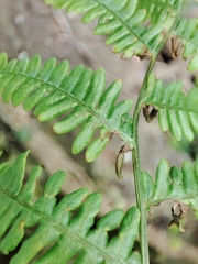 Dasineura pteridis