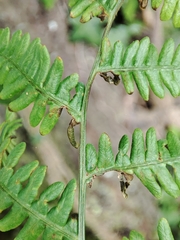 Dasineura pteridis