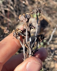 Lampranthus laxifolius