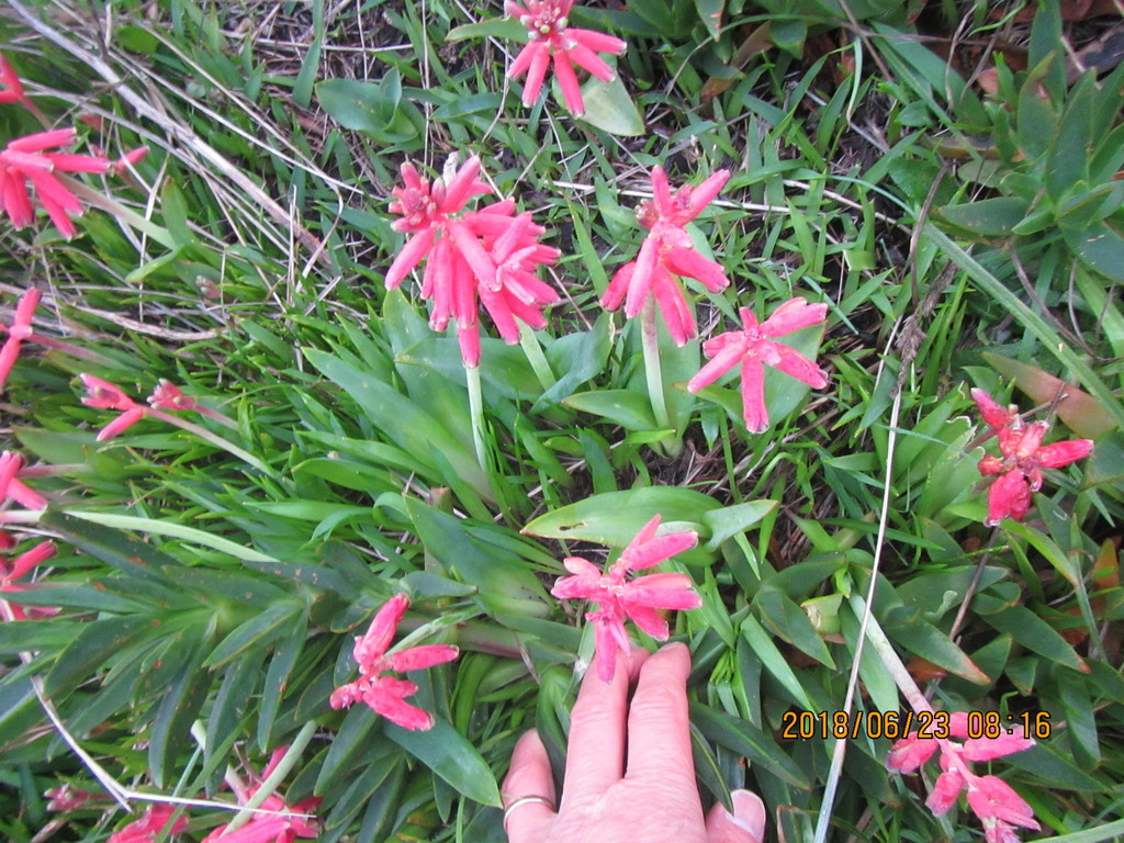 Lachenalia bulbifera, Otaki Beach 5512, New Zealand