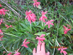 Lachenalia bulbifera