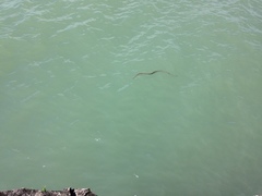 Nerodia sipedon insularum