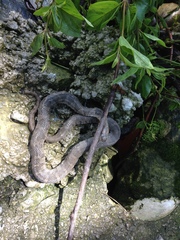 Nerodia sipedon insularum