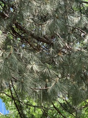 Pinus resinosa