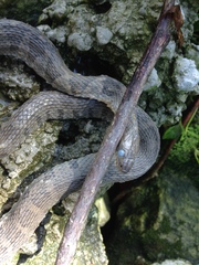 Nerodia sipedon insularum