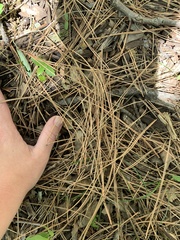 Pinus resinosa