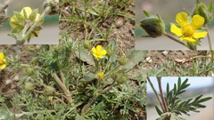 Potentilla multifida