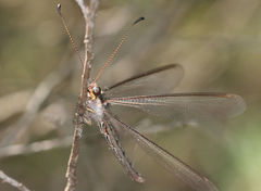 Ascaloptynx appendiculata