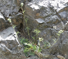 Potentilla multifida