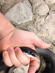 Coluber constrictor foxii
