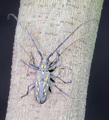 Batocera lineolata