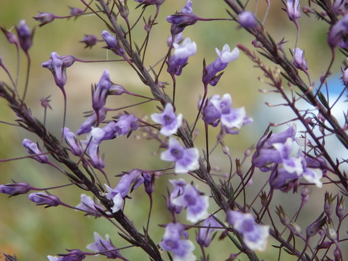 Anarrhinum longipedicellatum (Anarrhinum longipedicellatum)