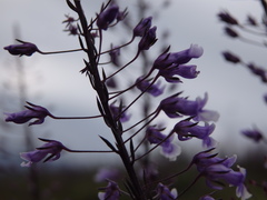 Anarrhinum longipedicellatum