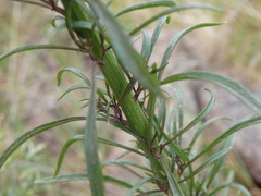 Anarrhinum longipedicellatum