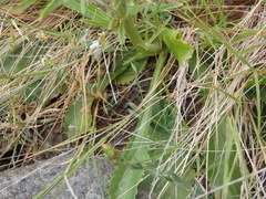 Anarrhinum longipedicellatum