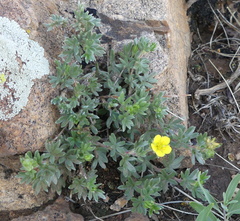 Dasiphora parvifolia