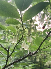 Caucasian Blueberry (Vaccinium arctostaphylos)