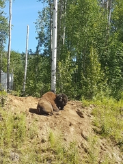 Bison bison athabascae