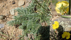 Potentilla sericea