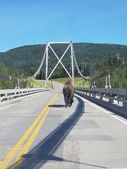 Bison bison athabascae