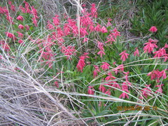 Lachenalia bulbifera