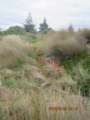 Lachenalia bulbifera
