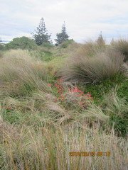 Lachenalia bulbifera