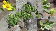 Potentilla supina