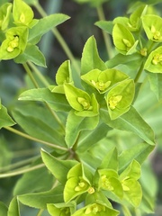 Euphorbia stricta