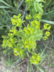 Euphorbia stricta