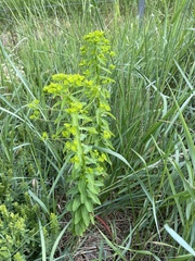 Euphorbia stricta