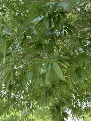 Quercus