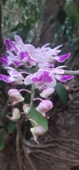 Aerides crispa