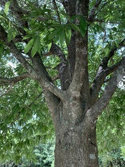 Quercus