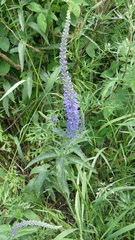 Veronica linariifolia