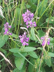 Betonica officinalis