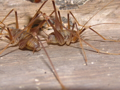 Dolichopoda azami ligustica