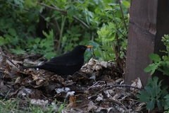 Turdus merula