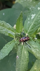 Spilostethus pandurus